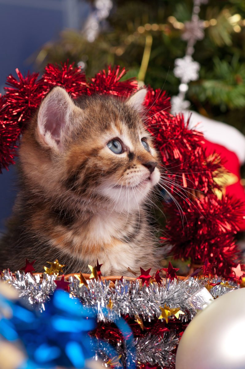 Gift List for Cats